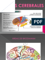 Areas Cerebrales