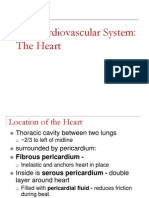 The Cardiovascular System: The Heart