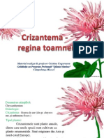 Crizantema Regina Toamnei Cristina Ungureanu