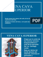 Vena Cava Superior