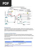 Estructura Del Sector (Downstream Bolivia)