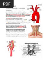 Arteria Cabeza y Cuello