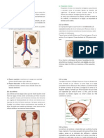 Aparato Excretor Humano