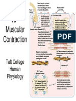 10 Muscular Contraction