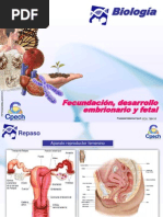 Fecundacion Desarrollo Embrionario y Fetal