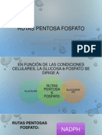 Rutas Pentosa Fosfato, Glicolisis, Glucogenólisis, Gluconeogenesis, Glugenogenesis