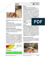 Pardillo Común PDF