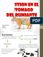 Sistema Digestivo Rumen