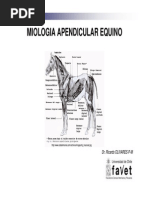 Miologia Apendicular Equino UST