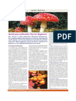 Mushroom Cultivation Tips For Beginners