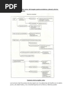 Tumores de La Región Selar