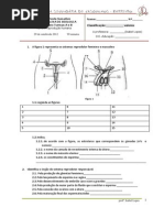 1c2bateste 12a 2012-2013 Reproduc3a7c3a3o-Humana