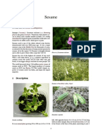 Sesame Seeds PDF