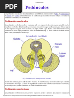 Pedunculos PDF