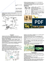 Resumen Laboratorio Micología I