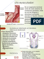 Conducto Eyaculador