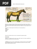 Pelos y Señales de Caballos