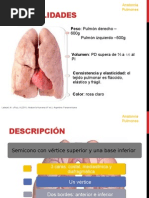 Anatomia de Pulmones