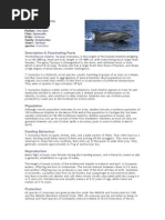 Bottlenose Dolphin: Kingdom: Phylum: Class: Order: Family