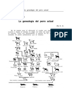 La Genealogía Del Perro Actual: Sección Canina