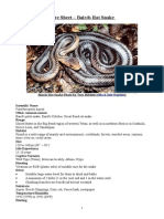 Care Sheet - Bairds Ratsnake (Pantherophis Bairdi)