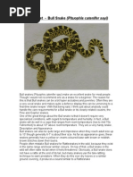 Care Sheet - Bull Snake