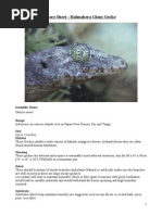 Care Sheet - Halmahera Giant Gecko (Gehyra Marginata)