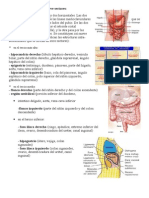 División Del Abdomen en Nueve Sectores