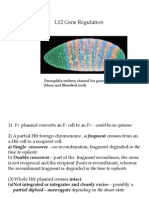 L12 Gene Regulation: Drosophila Embryo Stained For Genes Fushi Tarazu (Blue) and Rhomboid (Red)