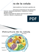 Estructura de La Celula