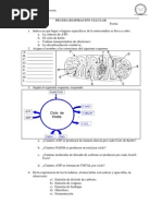 Biologia. Pruebaimedio. Respiracion - Celular