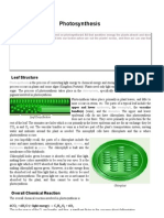 Photosynthesis: Leaf Structure