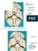 Neuroanatomia Basica