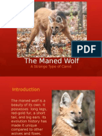 Science Evolution Project-Maned Wolf