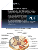 NEUROCIENCIAS Medula Espinal-Modificada