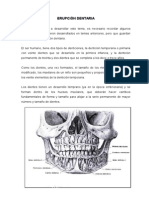 Erupcion Dentaria