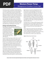 Western Flower Thrips Management On Greenhouse - Grown Corps