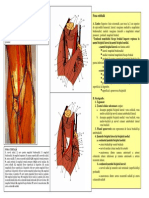 Lp7 Fosa Cubitala Canalul Carpian Tabachera Anatomica