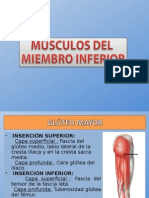 Musculos de Los Miembros Inferiores