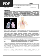 Diseccion Pulmon 3º Eso