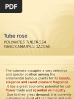 Tuberose