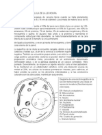 Estructura de Célula de La Levadura