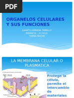 Organelos Celulares y Sus Funciones.