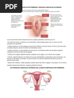 Aparato Reproductor Femenino