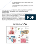 Tipos de Respiración