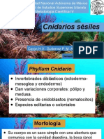 Cnidarios Sésiles UNAM