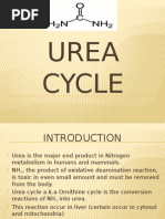 Ureacycle 02