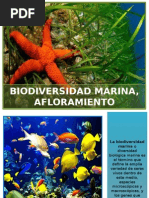 Biodiversidad Marina, Afloramiento