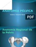 Anatomia Pelvica Expo