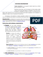 Sistema Respiratorio